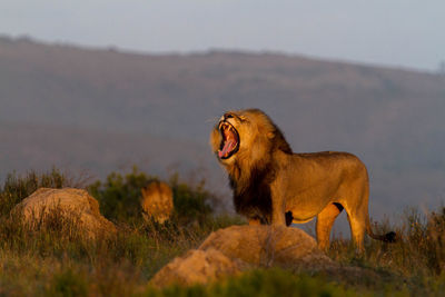 View of a lion taking  control  of his territory 