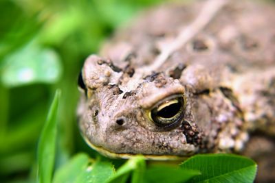 Close-up of toad on leaves