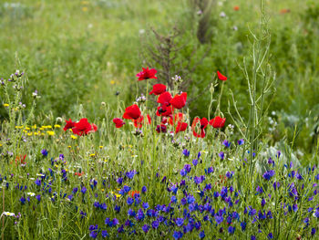 Close-up of red poppy flowers in field