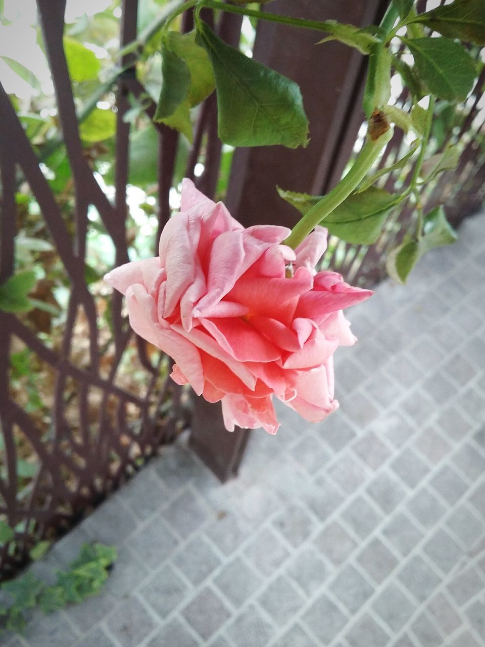 flower, pink color, growth, fragility, nature, petal, freshness, beauty in nature, flower head, blooming, no people, close-up, focus on foreground, day, plant, outdoors, blossom, leaf