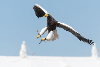 Close up of a stellers sea eagle flying in a falconry demonstration.