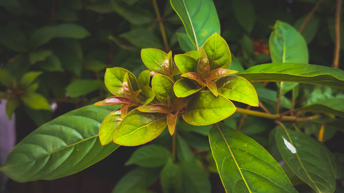 Close-up of green leaves