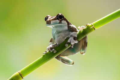 Milk frog in bamboo branch