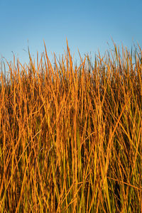 Close-up of stalks in field against clear sky