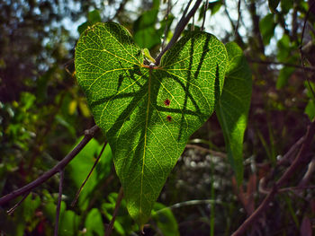 green