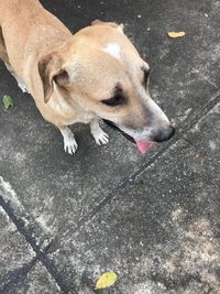 High angle view of dog on street