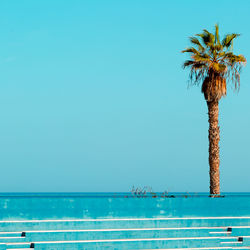 Palm tree by swimming pool against clear blue sky
