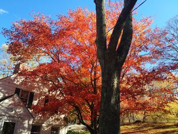 Low angle view of tree against sky