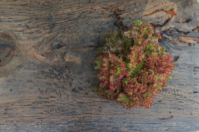 Directly above shot of kale on table