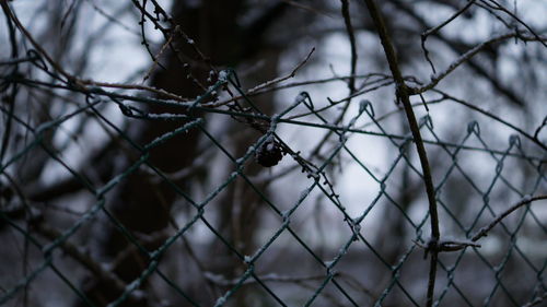 Close-up of chainlink fence