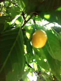 Low angle view of fruits on tree