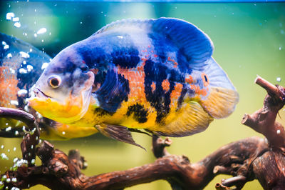 Close-up of fish swimming in sea