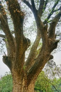 Low angle view of tree against sky