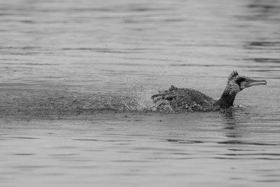 Cormorant swimming in water