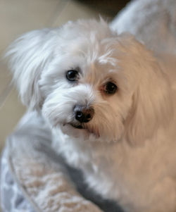 Close-up portrait of dog