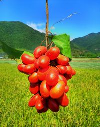 Close-up of cherries on field