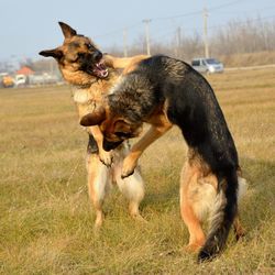 Close-up of dogs on field