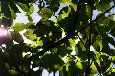 Low angle view of sunlight streaming through tree