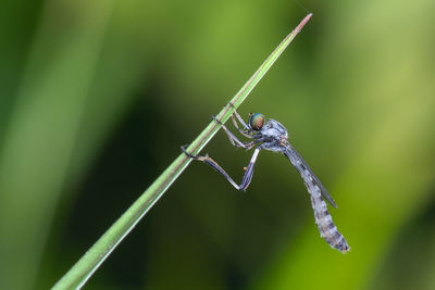 Close-up of robberfly