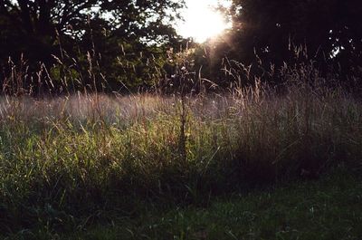 Sun shining through trees on grassy field