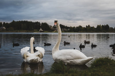 Swans swimming in lake