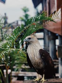 Close-up of bird perching on plant