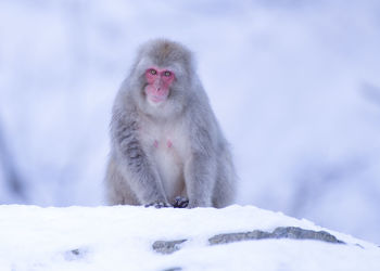 Snow monkey