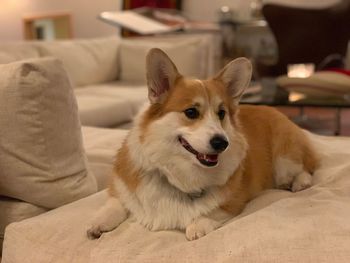 Portrait of dog relaxing on sofa at home