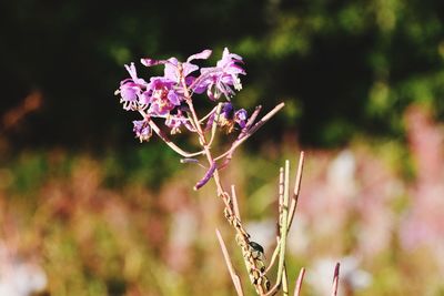 Close-up of flowers against blurred background