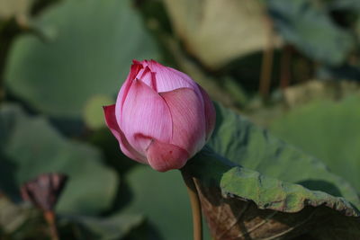 Close-up of pink lotus water lily