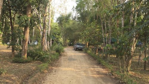 Road passing through forest