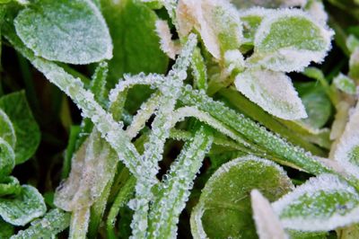 Full frame shot of frozen leaves