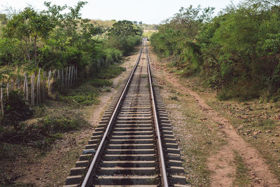 Railroad tracks along trees