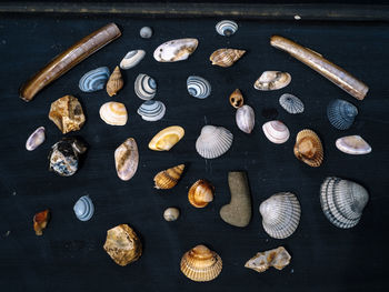 High angle view of shells