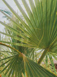 Close-up of palm leaf