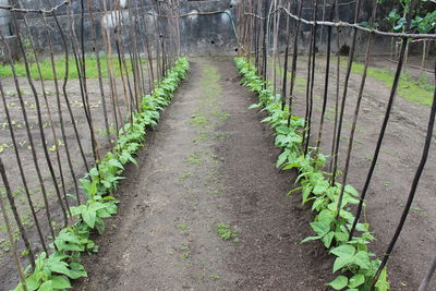 Footpath amidst plants