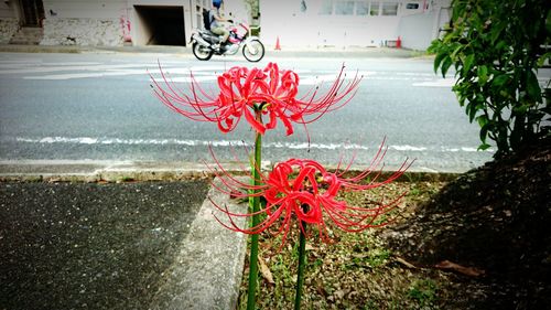 Close-up of red flowering plant by road in city