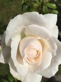 Close-up of white rose blooming outdoors