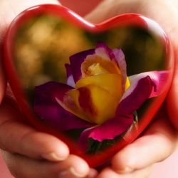 Close-up of pink rose