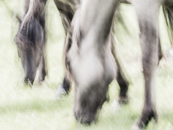 Close-up of cow grazing on field