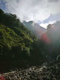 Scenic view of forest against sky