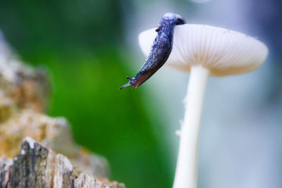 Close-up of a mushroom