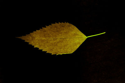 Close-up of yellow maple leaf against black background