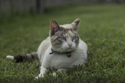 Close-up of cat lying on grass