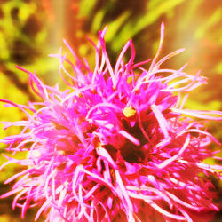 Close-up of pink flowers