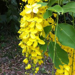 Close-up of yellow flowers