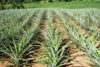 Close-up of crops growing on field