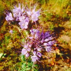 Close-up of purple flowers blooming outdoors