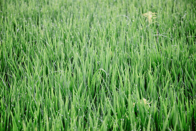 Full frame shot of crops on field