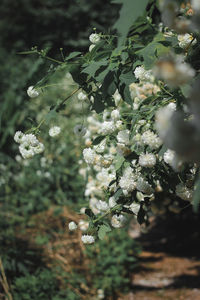 Close-up of white flowering plant